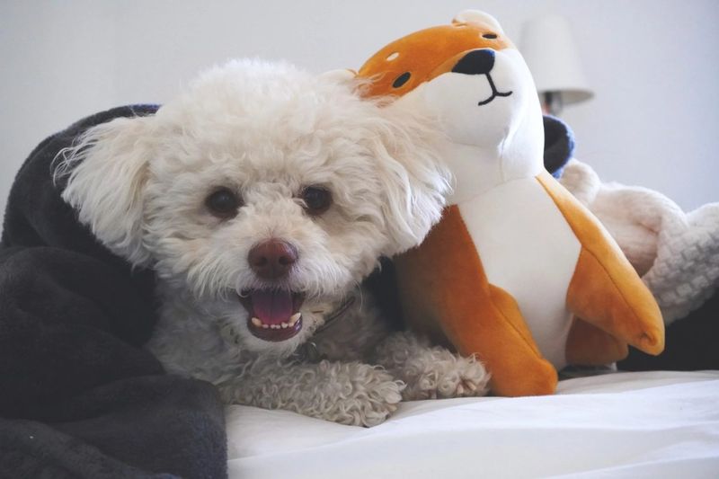 Bichon Frise