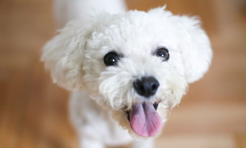 Bichon Frise