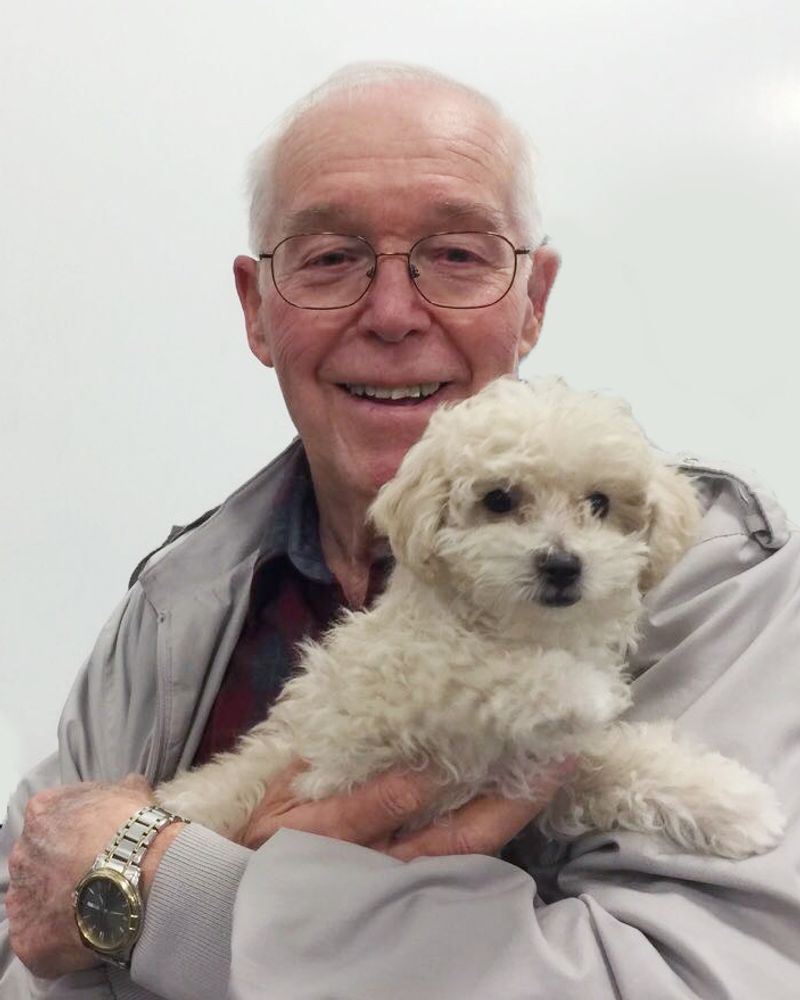 Bichon Frise