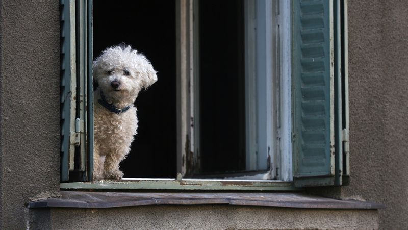 Bichon Frise