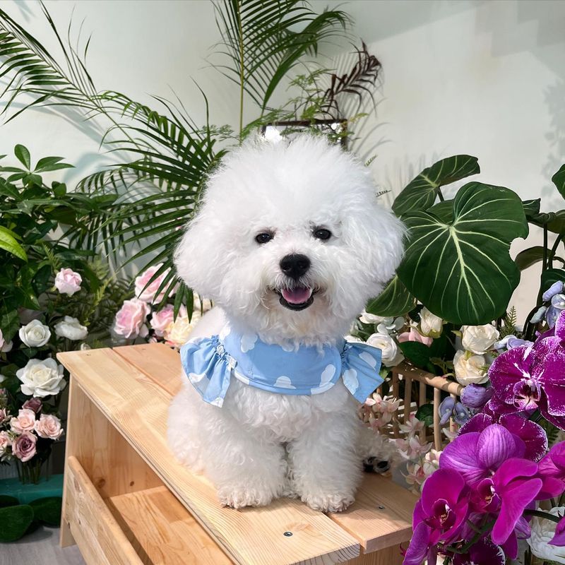 Bichon Frise