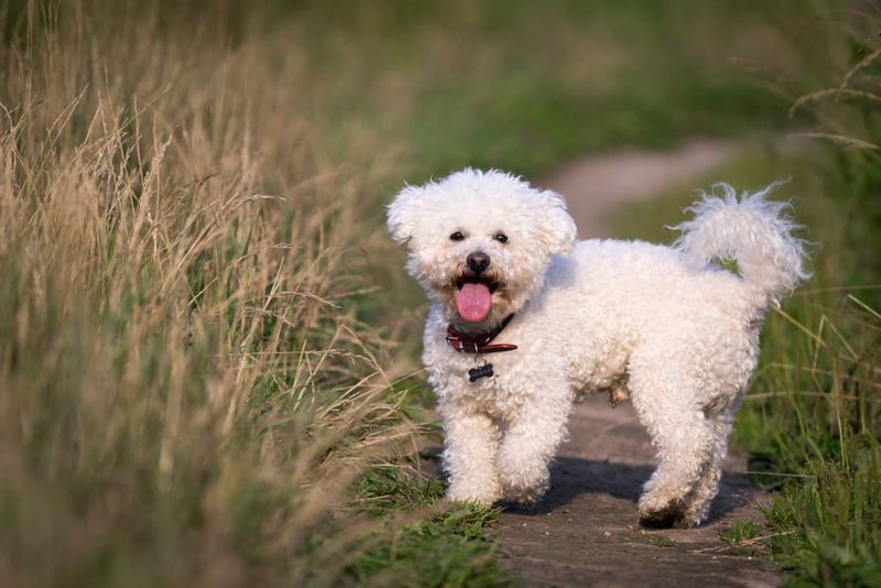 Bichon Frise