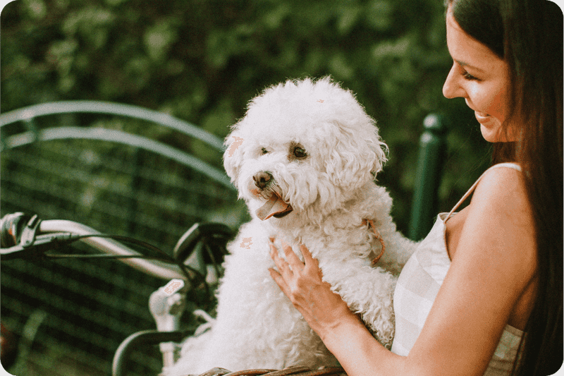 Bichon Frise