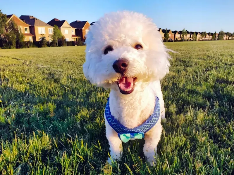 Bichon Frise