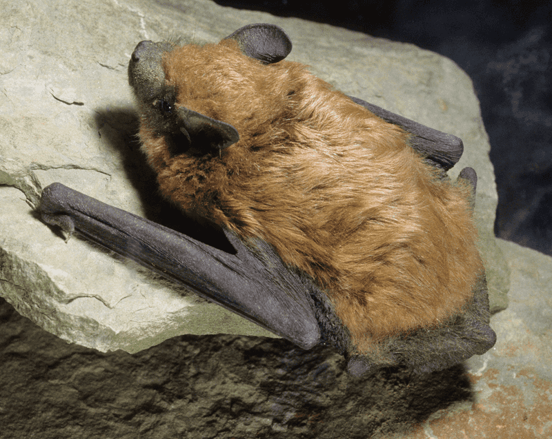Big Brown Bat