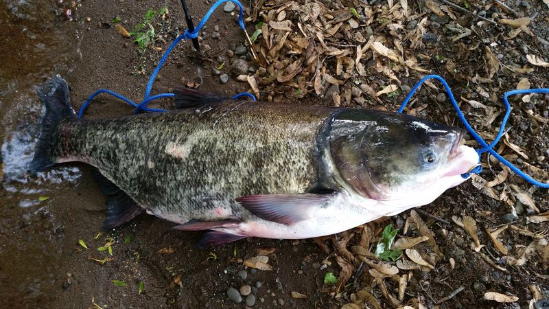 Bighead Carp