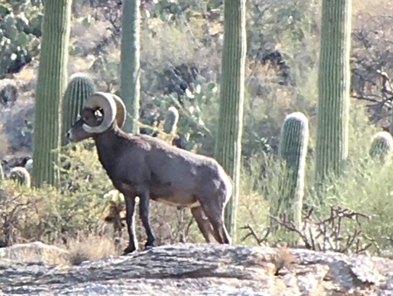 Bighorn Sheep