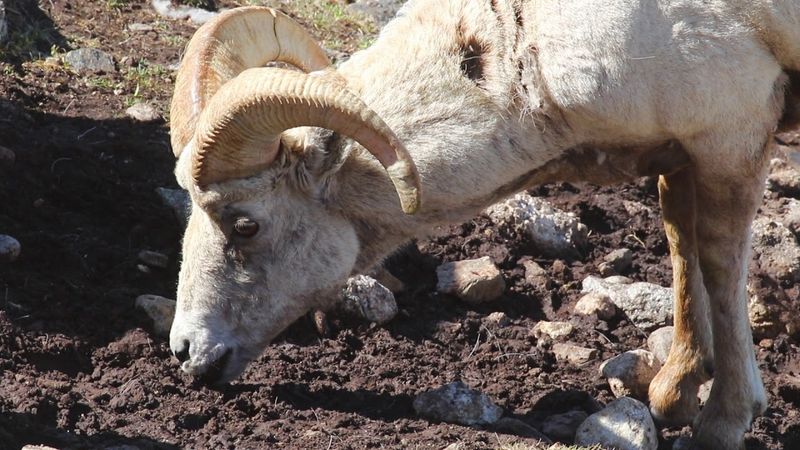 Bighorn Sheep