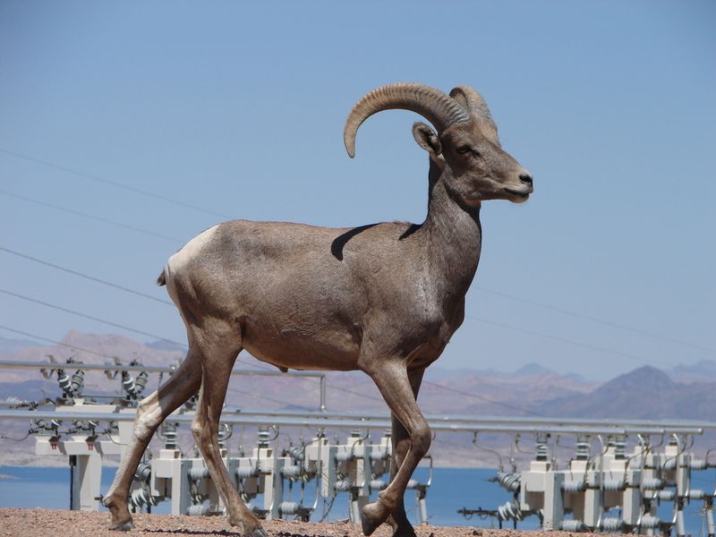 Bighorn Sheep