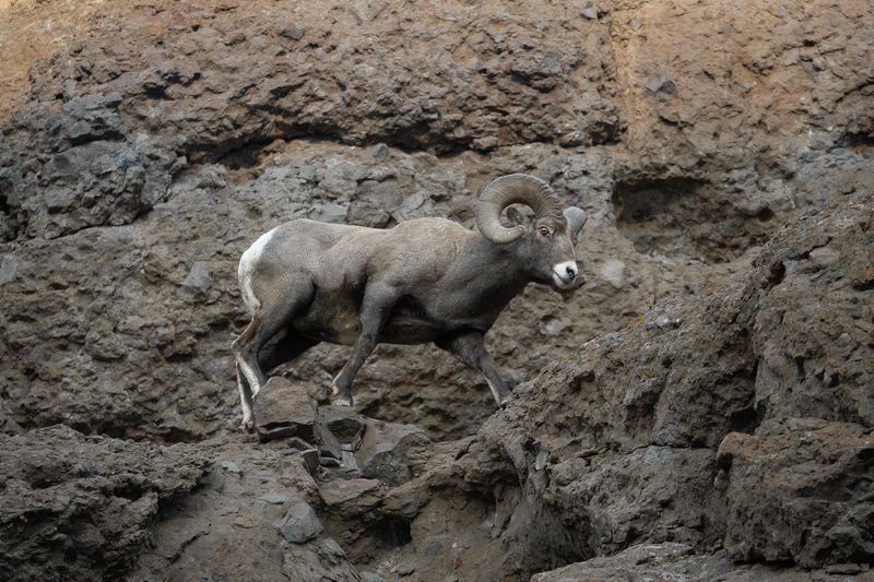 Bighorn Sheep