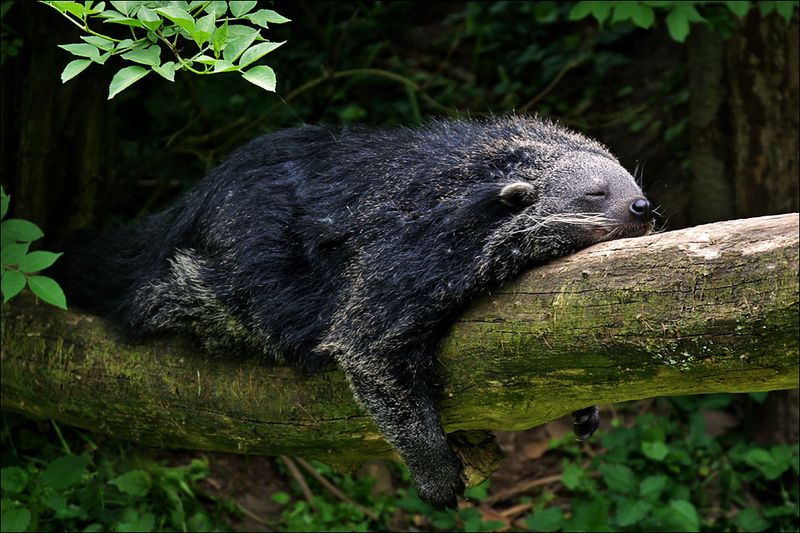 Binturong