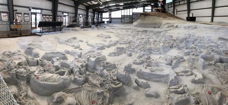 Bird Fossil