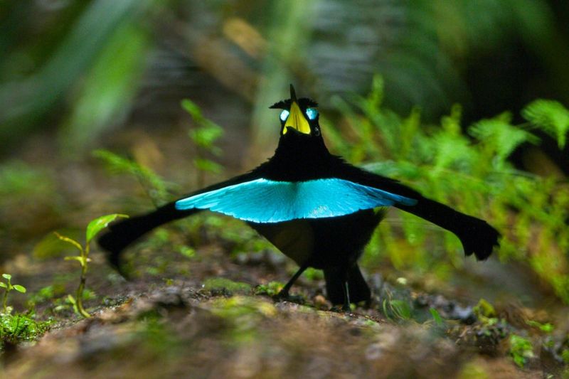 Bird of Paradise
