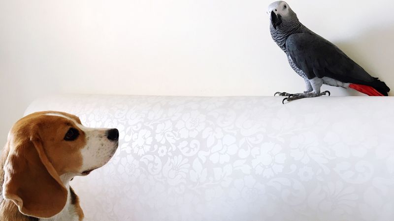 Bird