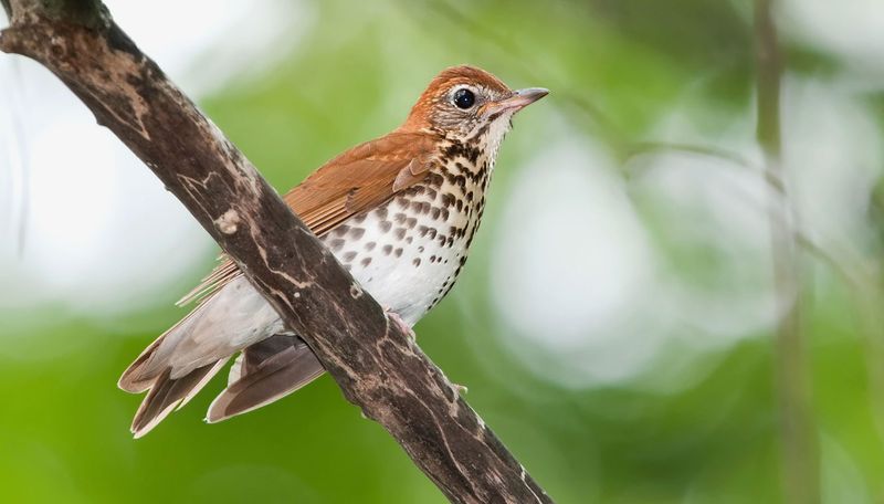 Birds Going Quiet