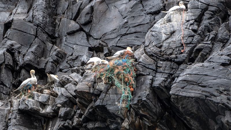 Birds Nesting with Trash