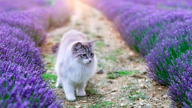 Birman