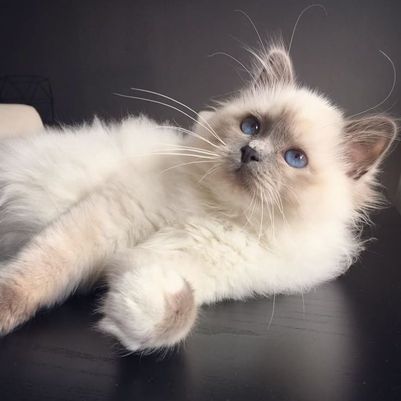 Birman