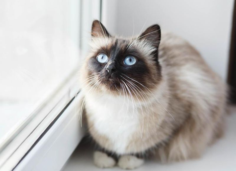 Birman