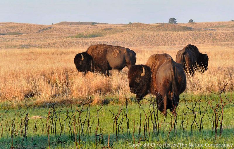 Bison