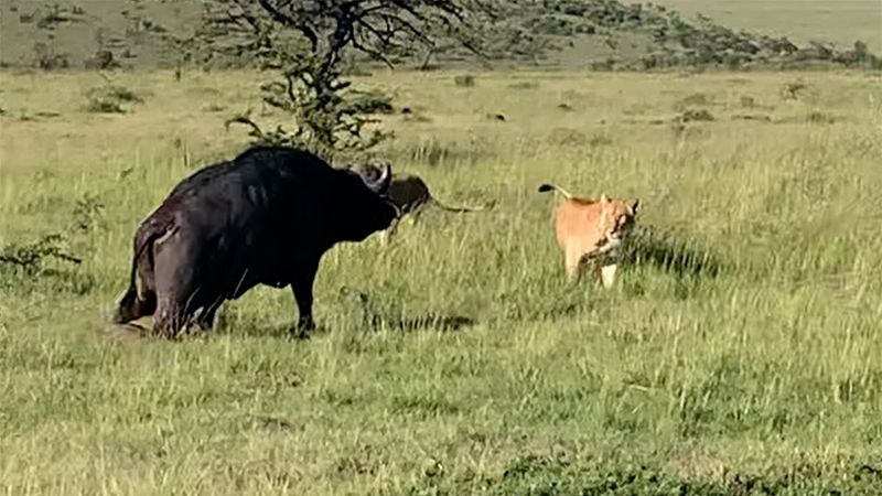 Bison