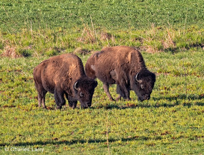 Bison