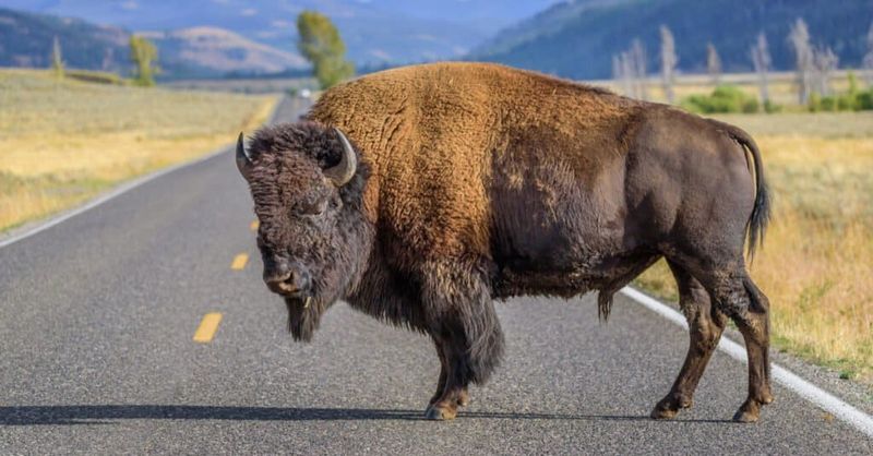 Bison