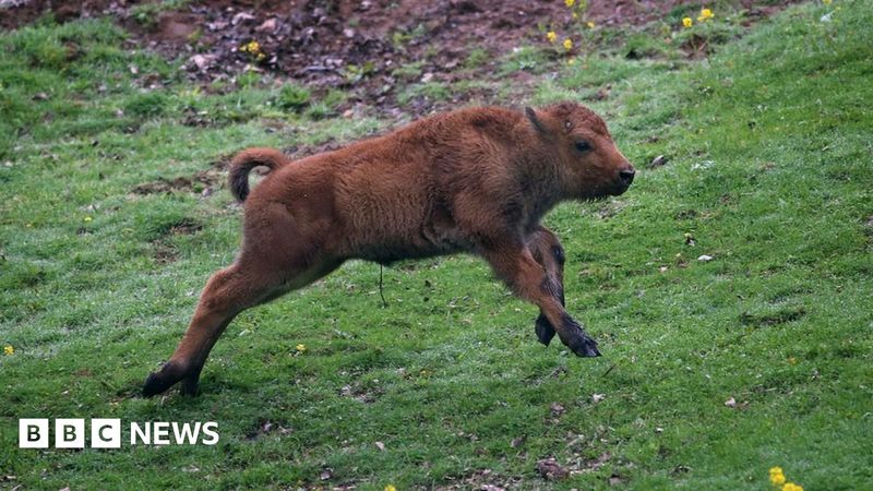 Bison Calf