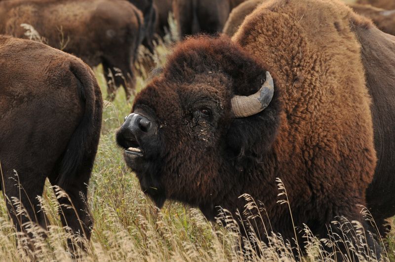 Bison Herds