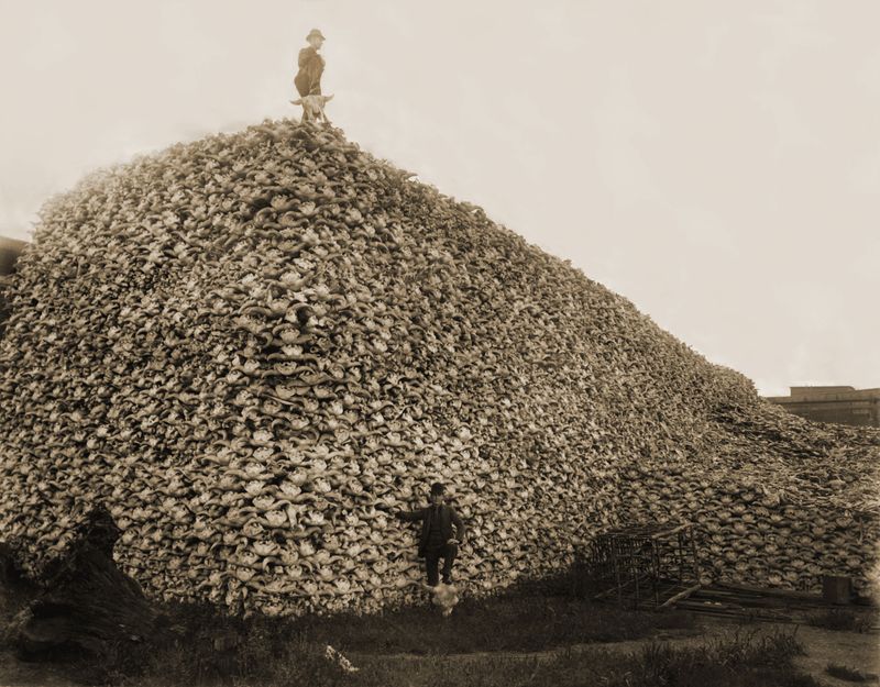 Bison Mass Slaughter
