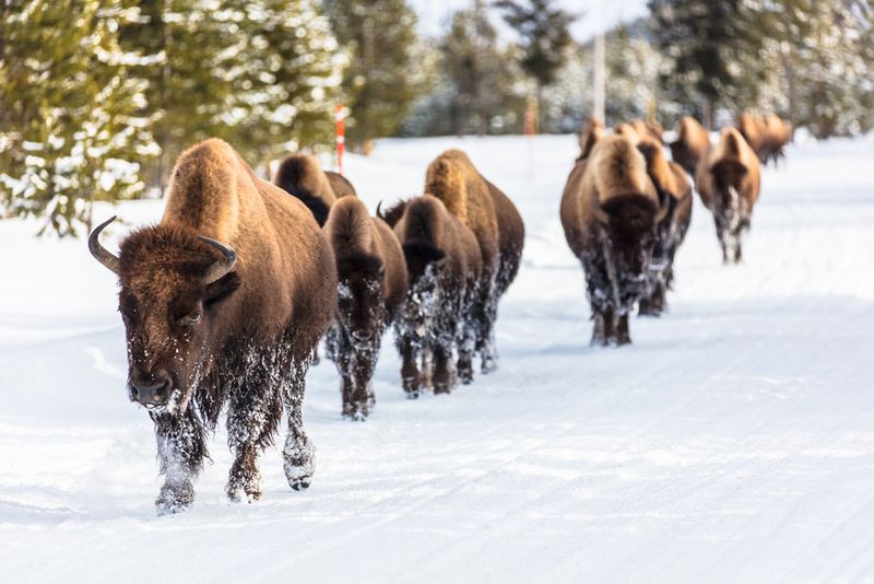 Bison Migration in Yellowstone