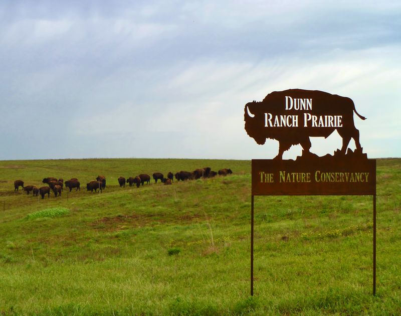 Bison