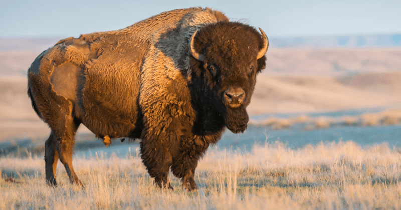Bison