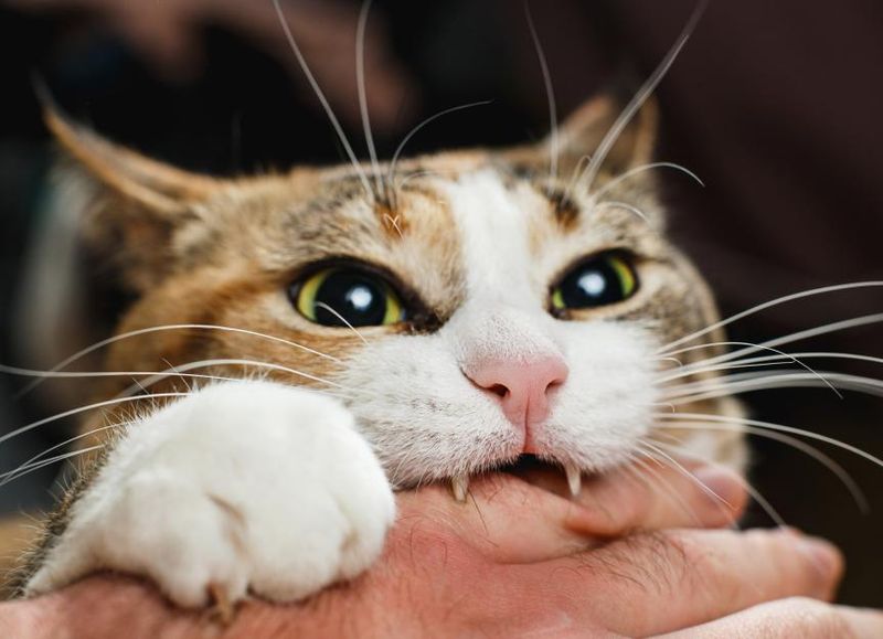 Biting During Play