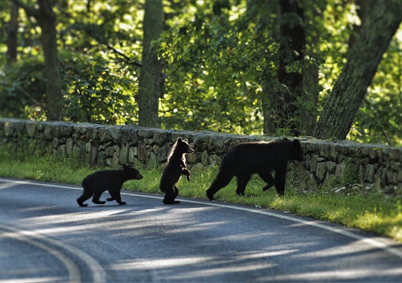 Black Bear