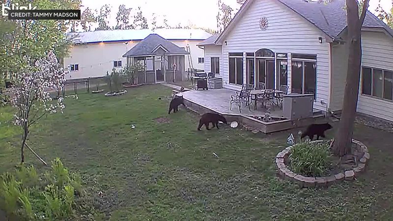 Black Bear