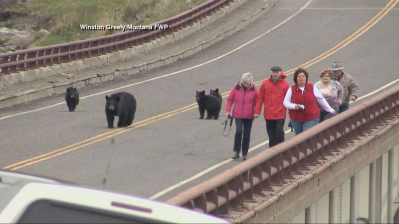 Black Bear
