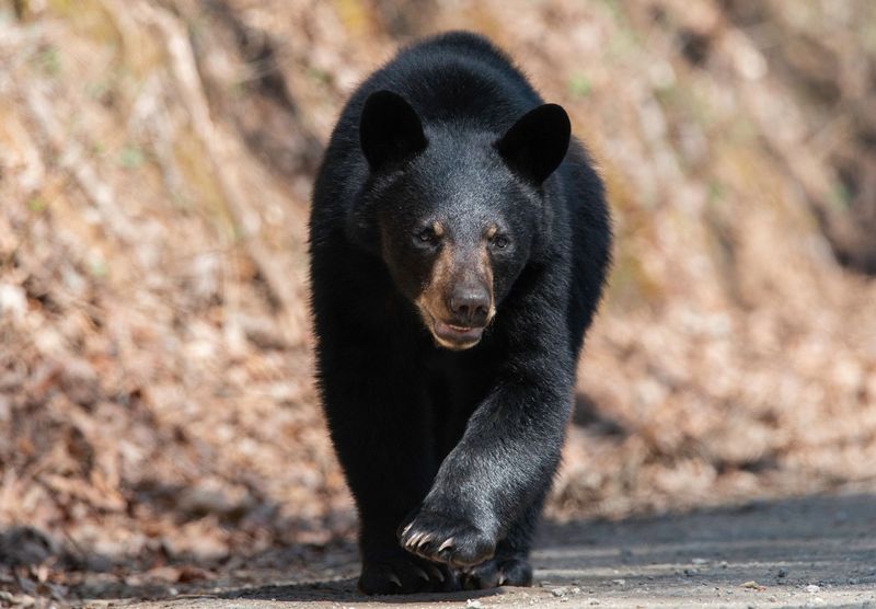 Black Bear