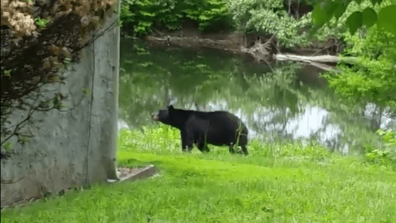 Black Bear