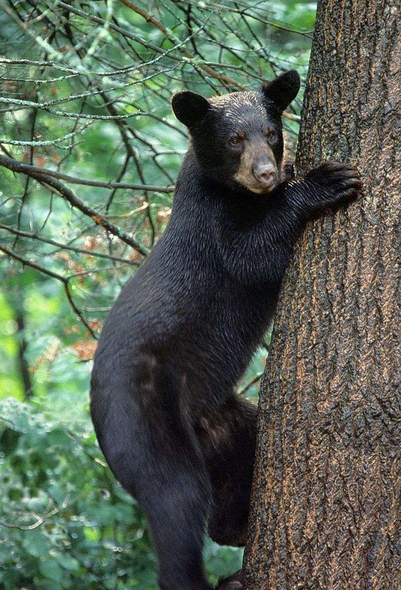 Black Bears' Climbing Skills