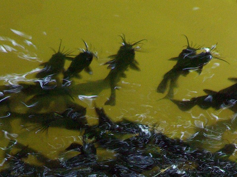 Black Bullhead