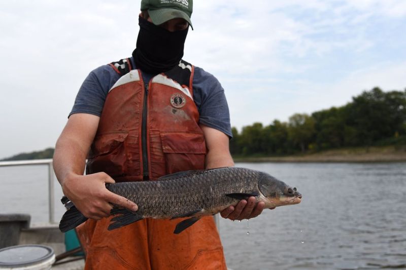 Black Carp