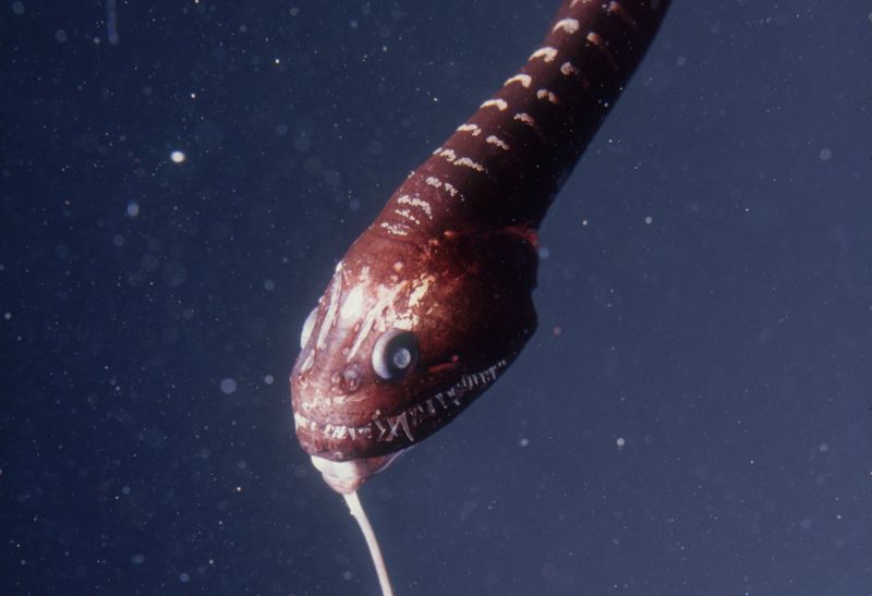 Black Dragonfish