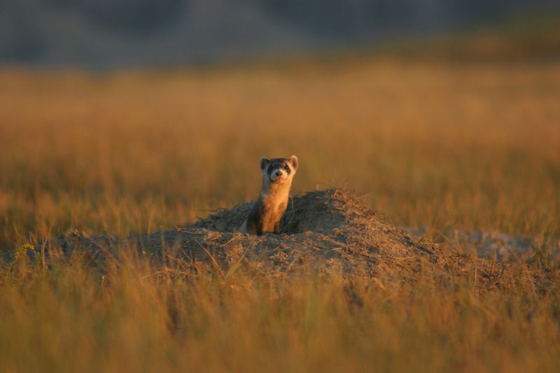 Black-Footed Ferret