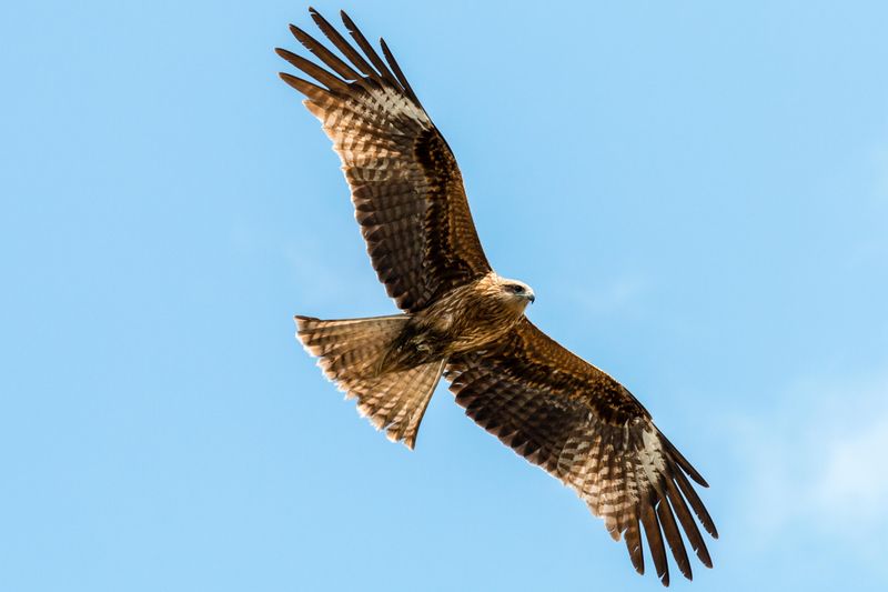 Black Kite