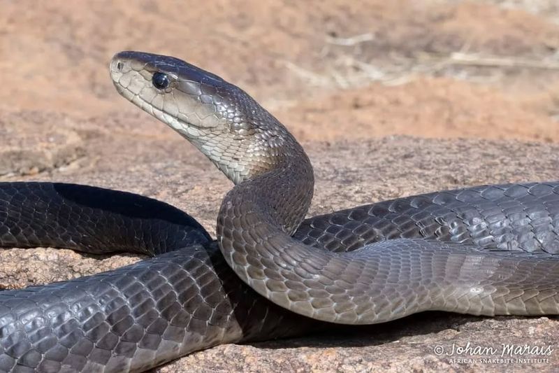 Black Mamba