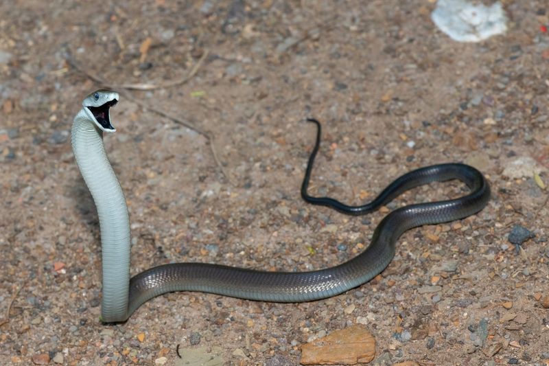 Black Mamba
