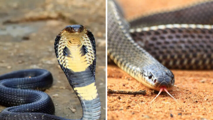 Black Mamba vs King Cobra: 16 Things That Make This Battle Legendary
