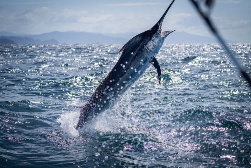 Black Marlin