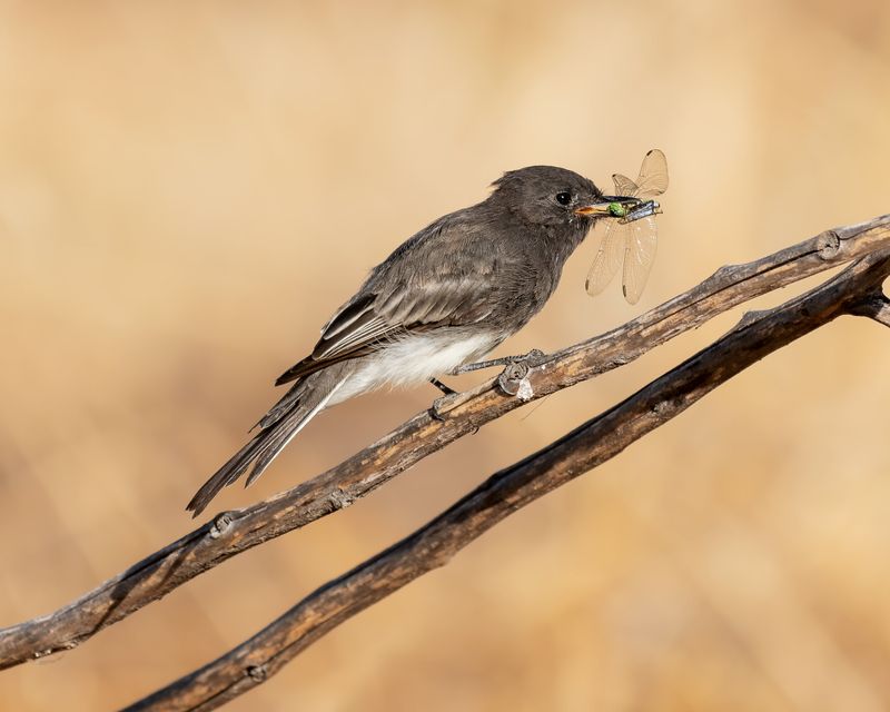 Black Phoebe